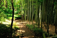 a bamboo thicket