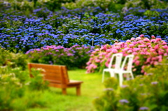 風早の紫陽花②