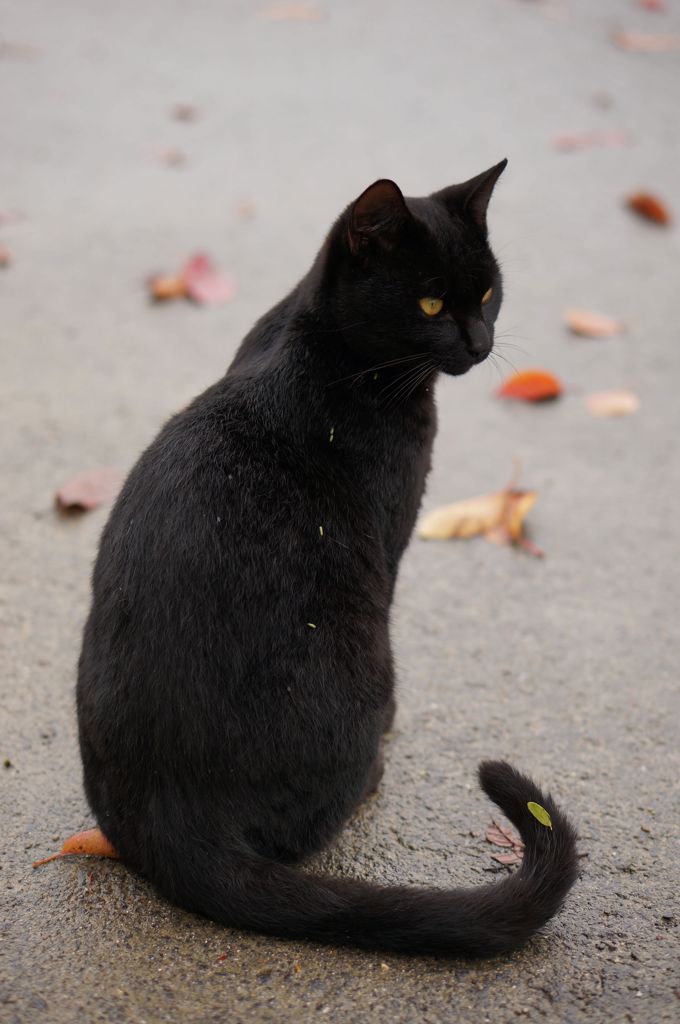 猫背