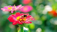 波斯菊