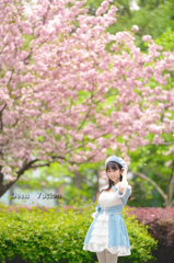 樱花少女