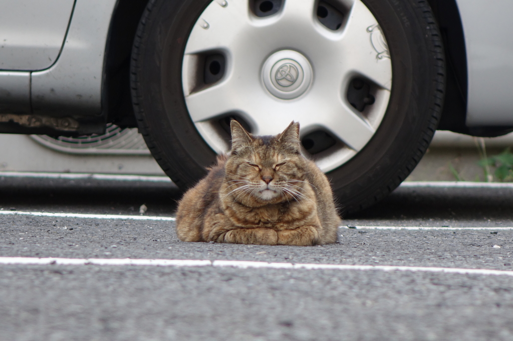 野良ねこ