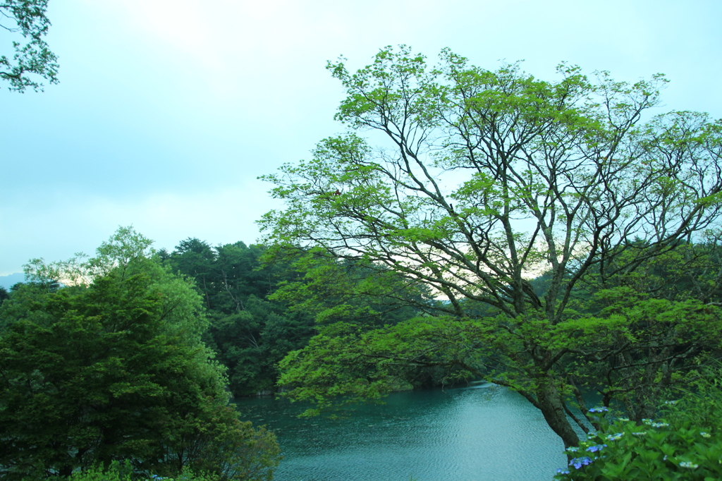 五色沼の朝