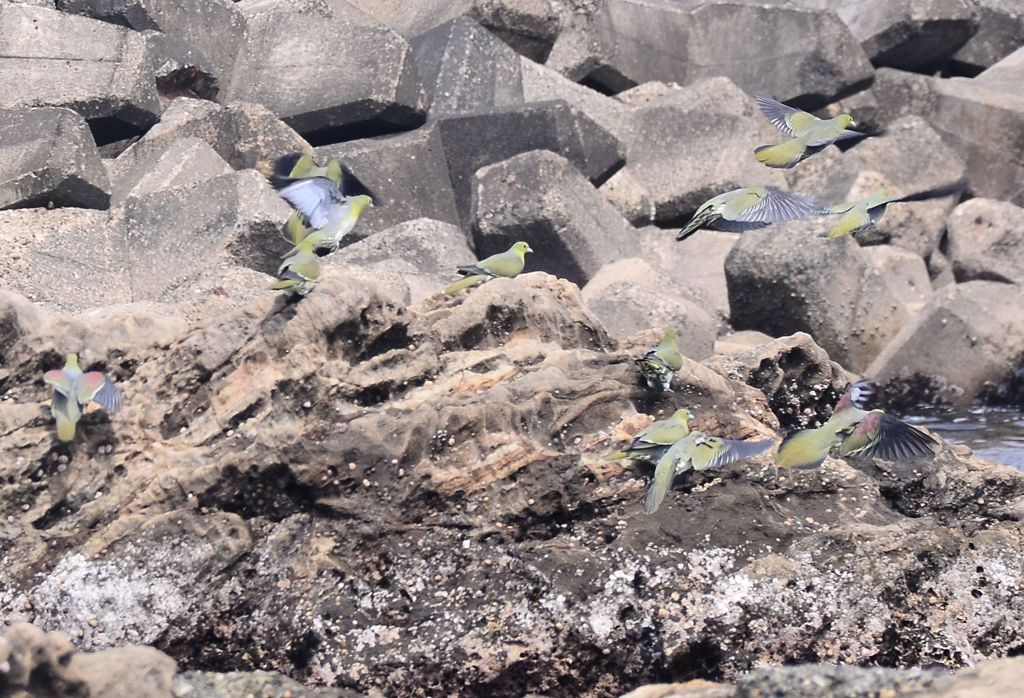 名前はアオだけど‥