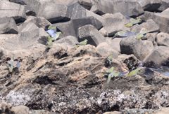 名前はアオだけど‥