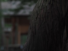 御神木