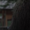 御神木