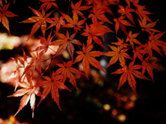 白鳥庭園