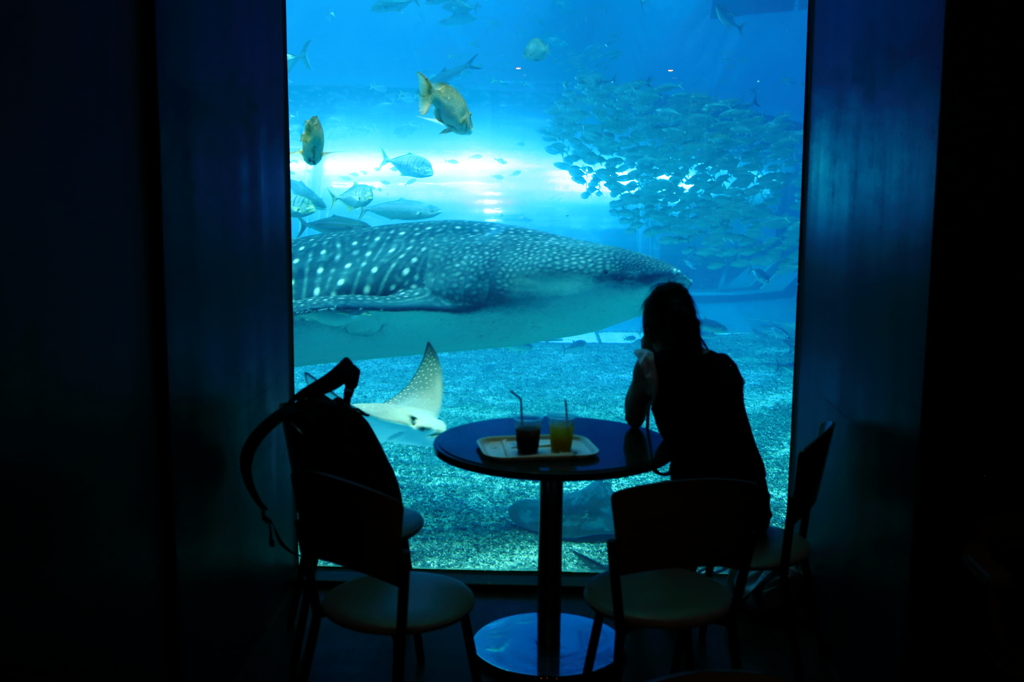 沖縄旅行＿美ら海⑥