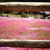 芝桜