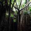 沖縄旅行＿ガンガラーの谷③