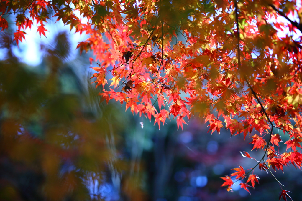 犬山紅葉⑤