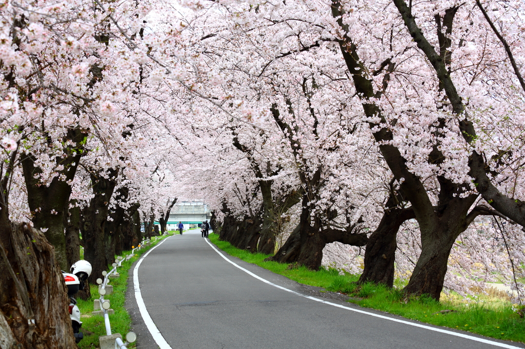 桜トンネル