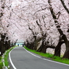 桜トンネル