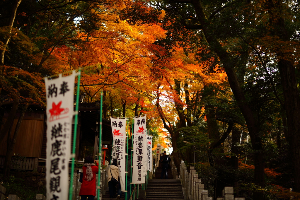 犬山紅葉⑥