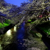 夜桜