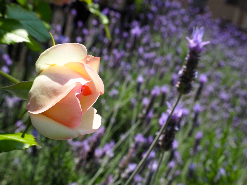 やさしさに包まれたなら…