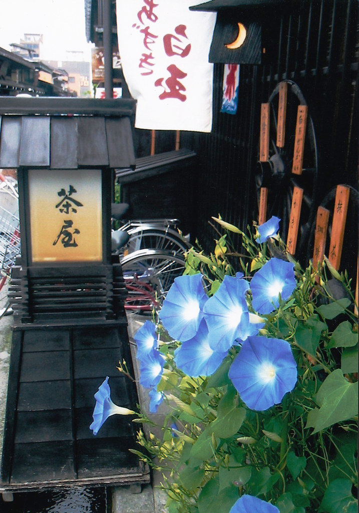 飛騨高山の朝顔