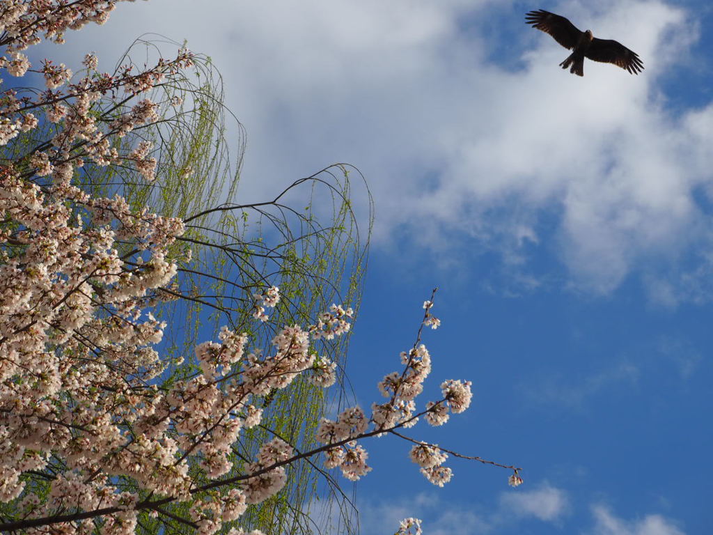 京都　鴨川デルタの桜