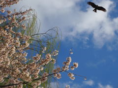 京都　鴨川デルタの桜