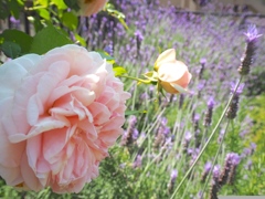 やさしさに包まれたなら…