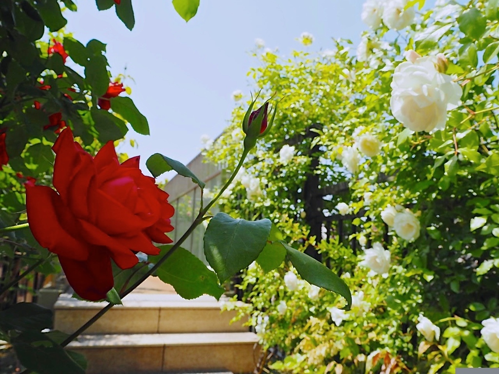 赤の気持ち、白の気持ち。薔薇達が命を燃やして咲いている。