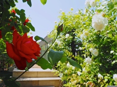 赤の気持ち、白の気持ち。薔薇達が命を燃やして咲いている。