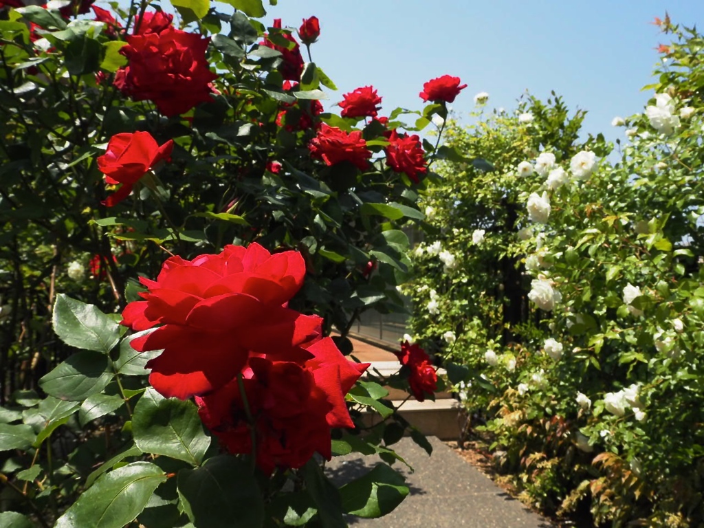 赤の気持ち、白の気持ち。薔薇達が命を燃やして咲いている。