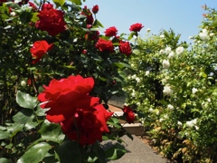 赤の気持ち、白の気持ち。薔薇達が命を燃やして咲いている。