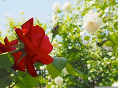 赤の気持ち、白の気持ち。薔薇達が命を燃やして咲いている。