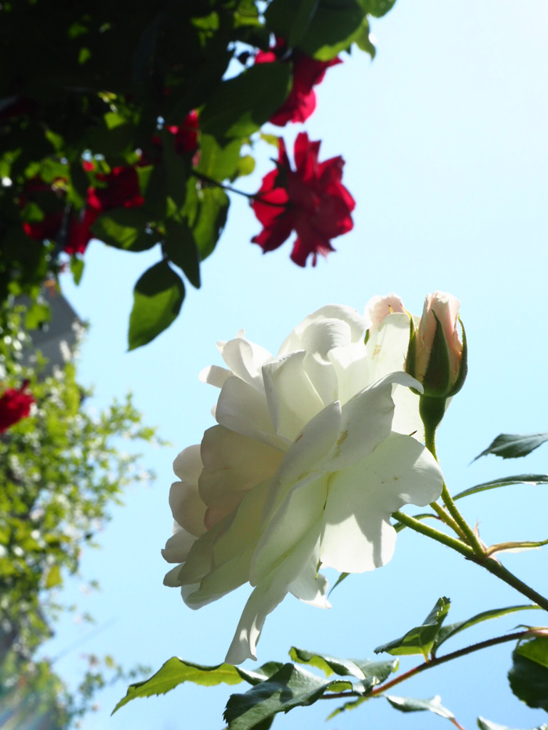 赤の気持ち、白の気持ち。薔薇達が命を燃やして咲いている。