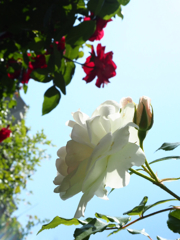 赤の気持ち、白の気持ち。薔薇達が命を燃やして咲いている。