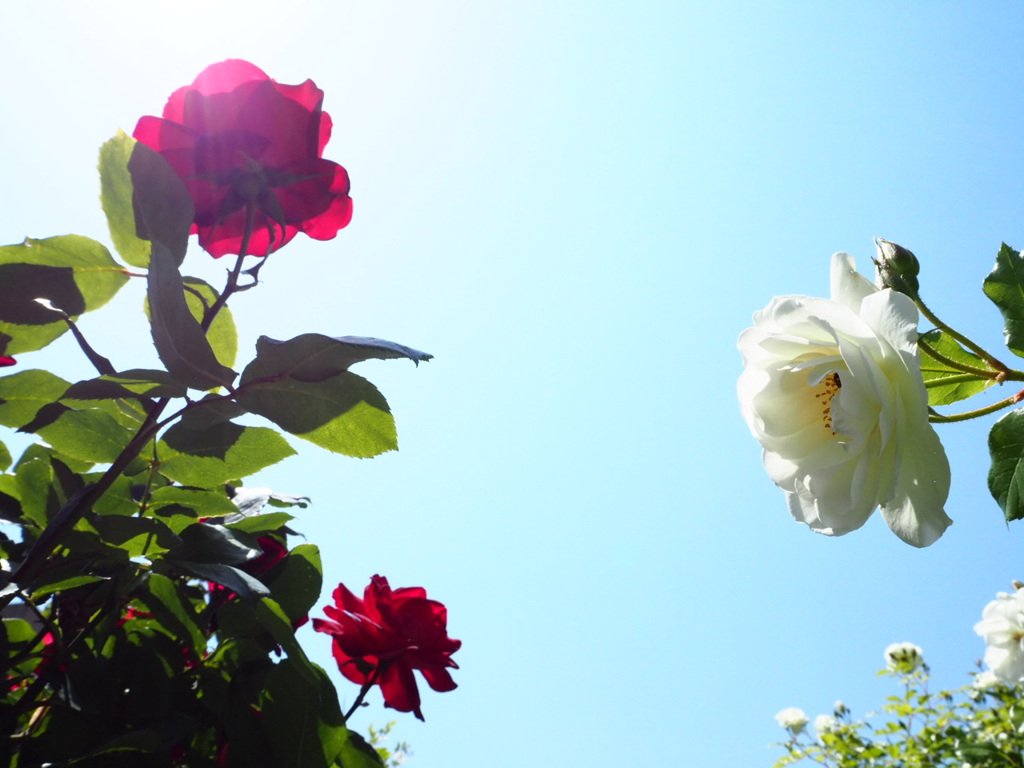 赤の気持ち、白の気持ち。薔薇達が命を燃やして咲いている。
