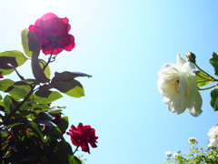 赤の気持ち、白の気持ち。薔薇達が命を燃やして咲いている。