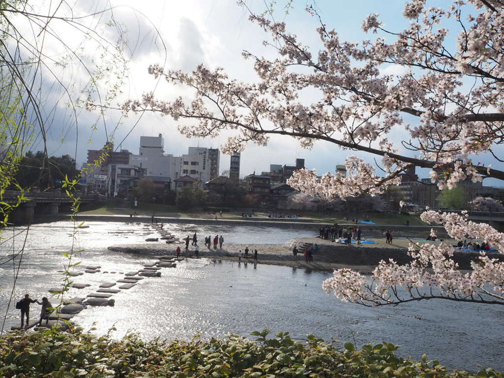 京都　鴨川デルタの桜