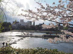 京都　鴨川デルタの桜