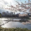 京都　鴨川デルタの桜