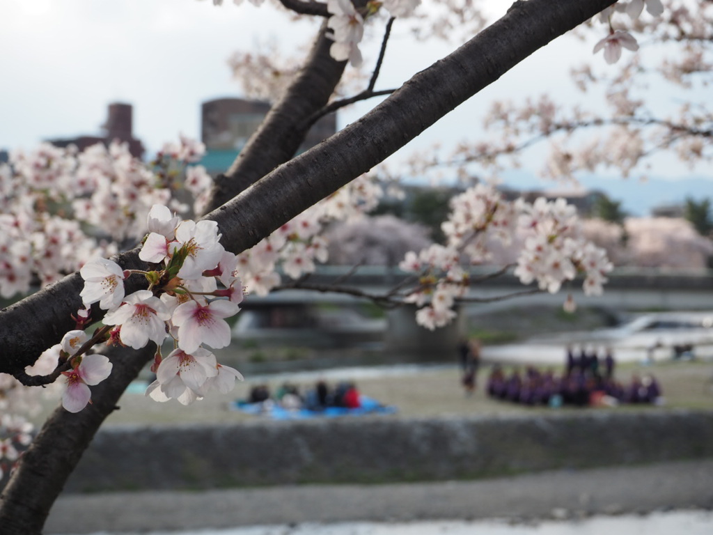 京都　鴨川デルタの桜