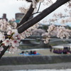 京都　鴨川デルタの桜