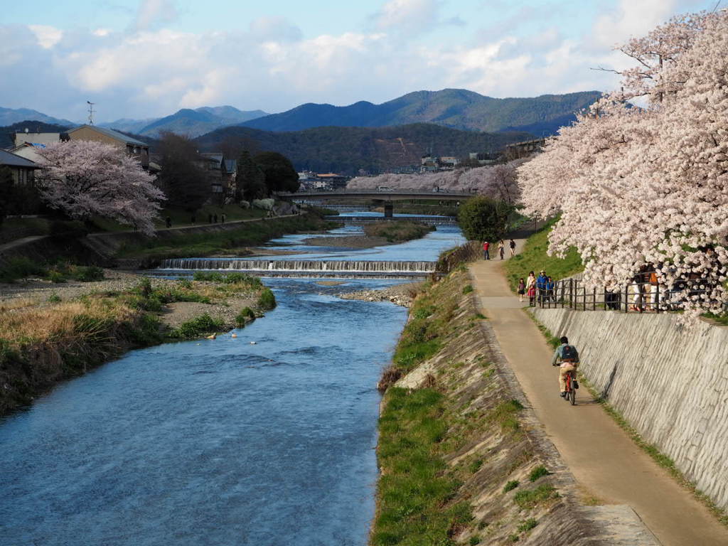 京都　鴨川デルタの桜