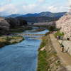 京都　鴨川デルタの桜