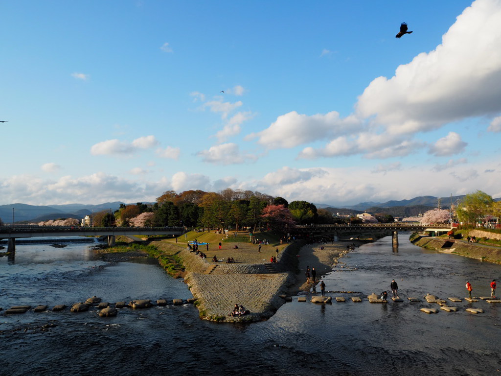 京都　鴨川デルタの桜