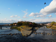 京都　鴨川デルタの桜