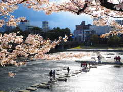 京都　鴨川デルタの桜