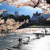 京都　鴨川デルタの桜