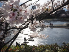 京都　鴨川デルタの桜