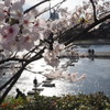 京都　鴨川デルタの桜