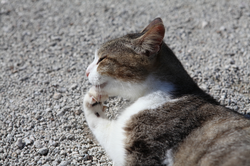 考えるねこ