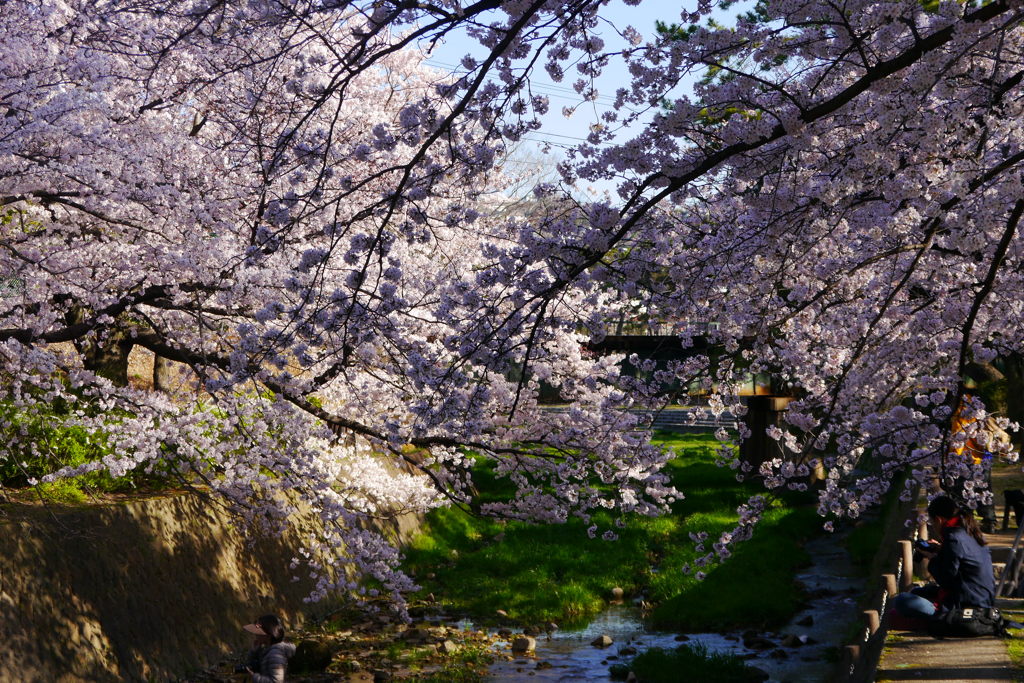 夙川満開　３