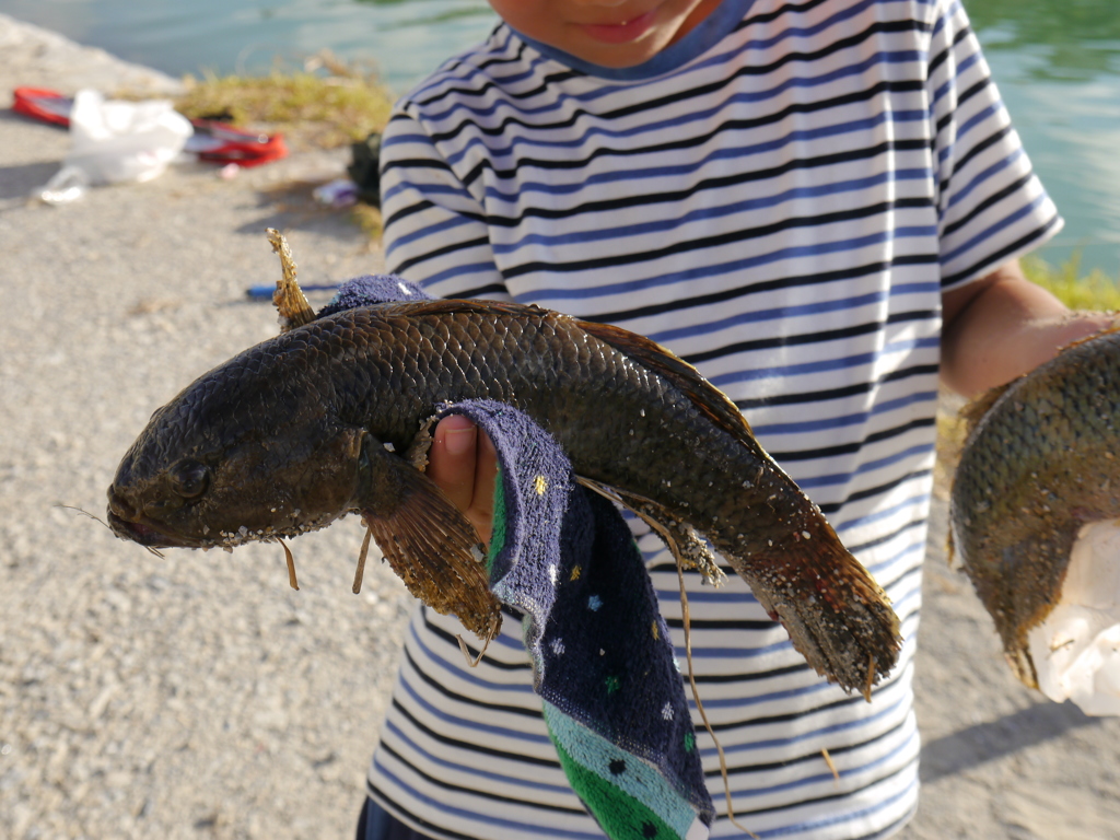 沖縄の魚「この魚　何？」